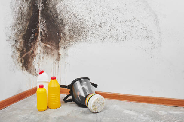 Professional Mold Remediation in Destrehan, LA