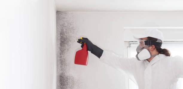 Best Basement Mold Remediation in Destrehan, LA